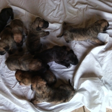 Image pour l'annonce Chiots dogue des canaries
