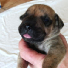 Image pour l'annonce Chiots dogue des canaries