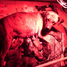 Image pour l'annonce Chiots dogue des canaries