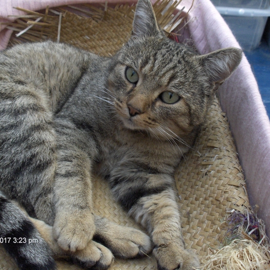 Image pour l'annonce Beau chat tigré adulte à adopter sur Marseille
