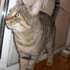 Image pour l'annonce Beau chat tigré adulte à adopter sur Marseille