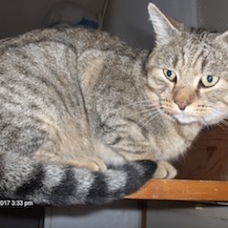 Image pour l'annonce Beau chat tigré adulte à adopter sur Marseille