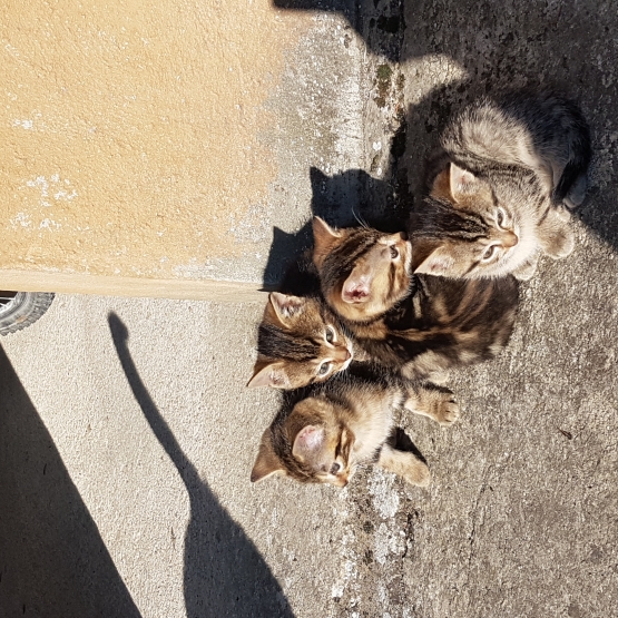 Image pour l'annonce Donne chatons tigrés