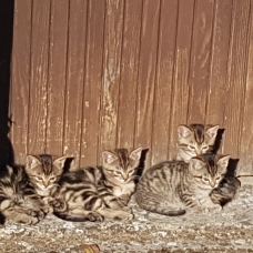 Image pour l'annonce Donne chatons tigrés