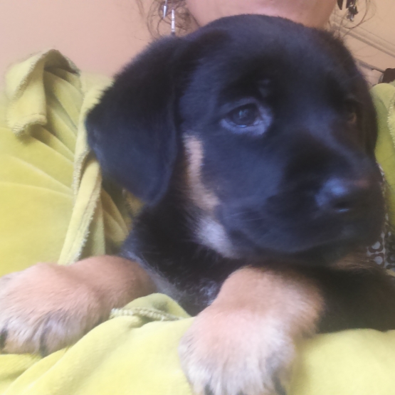 Image pour l'annonce chiots de deux mois a bonner