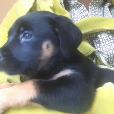 Image pour l'annonce chiots de deux mois a bonner