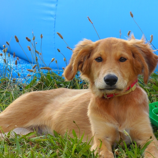 Image pour l'annonce donne chiot croisé border collie , labrador