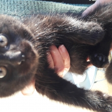 Image pour l'annonce Donne chatons