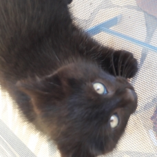 Image pour l'annonce Donne chatons