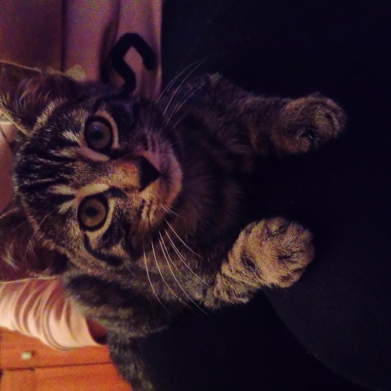Image pour l'annonce Donne adorable chaton mâle
