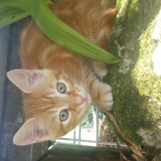 Image pour l'annonce Donne chatons