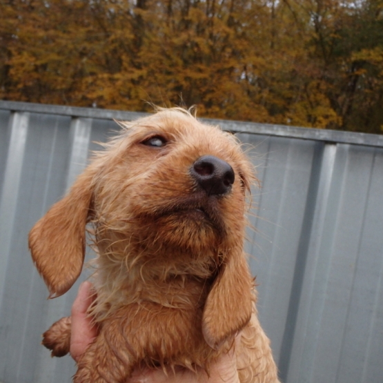 Image pour l'annonce basset fauve de bretagne