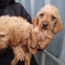 Image pour l'annonce basset fauve de bretagne