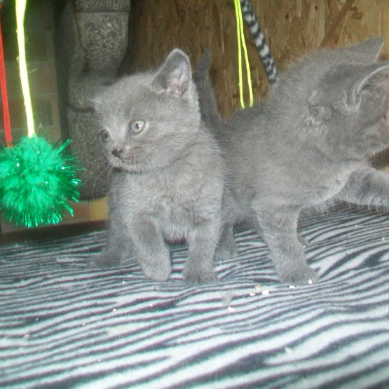 Image pour l'annonce A réserver adorables chatons chartreux LOOF pour NOEL