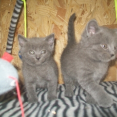 Image pour l'annonce A réserver adorables chatons chartreux LOOF pour NOEL