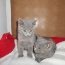 Image pour l'annonce A réserver adorables chatons chartreux LOOF pour NOEL