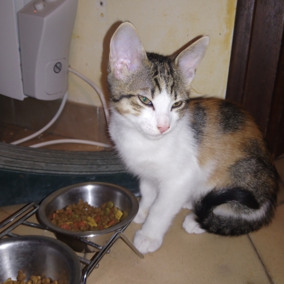 Image pour l'annonce Donne chaton femelle