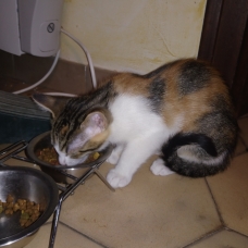 Image pour l'annonce Donne chaton femelle