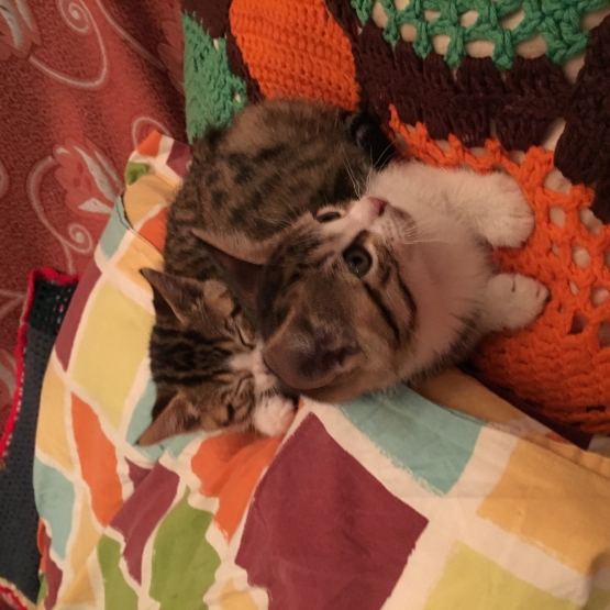 Image pour l'annonce Donne chatons