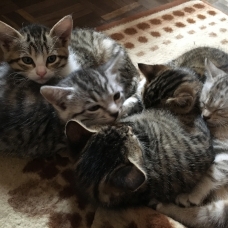 Image pour l'annonce Donne chatons