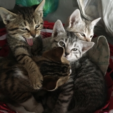 Image pour l'annonce Donne chatons