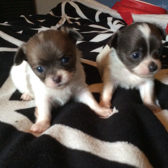 Image pour l'annonce Vends chiots chihuahuas