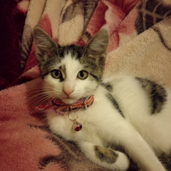 Image pour l'annonce Donne chaton femelle de 4 mois