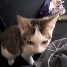 Image pour l'annonce Donne chaton