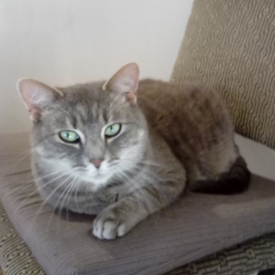 Image pour l'annonce Donne chatte adulte