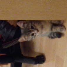 Image pour l'annonce 2 chatons tigré