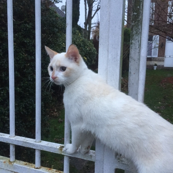 Image pour l'annonce Donne chat blanc