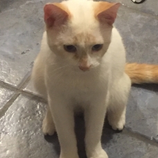 Image pour l'annonce Donne chat blanc