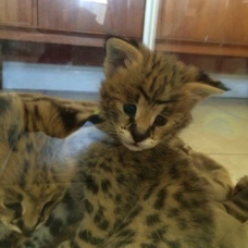 Image pour l'annonce chatons serval en vente