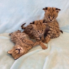 Image pour l'annonce chatons serval en vente