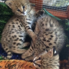 Image pour l'annonce chatons serval en vente