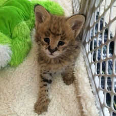 Image pour l'annonce chatons serval en vente