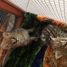 Image pour l'annonce chatons serval en vente