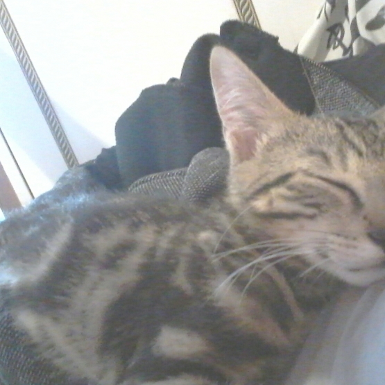 Image pour l'annonce Donne chaton de 6 mois