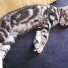 Image pour l'annonce Donne chaton de 6 mois