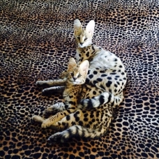 Image pour l'annonce chatons savannah en vente