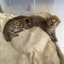 Image pour l'annonce chatons savannah en vente