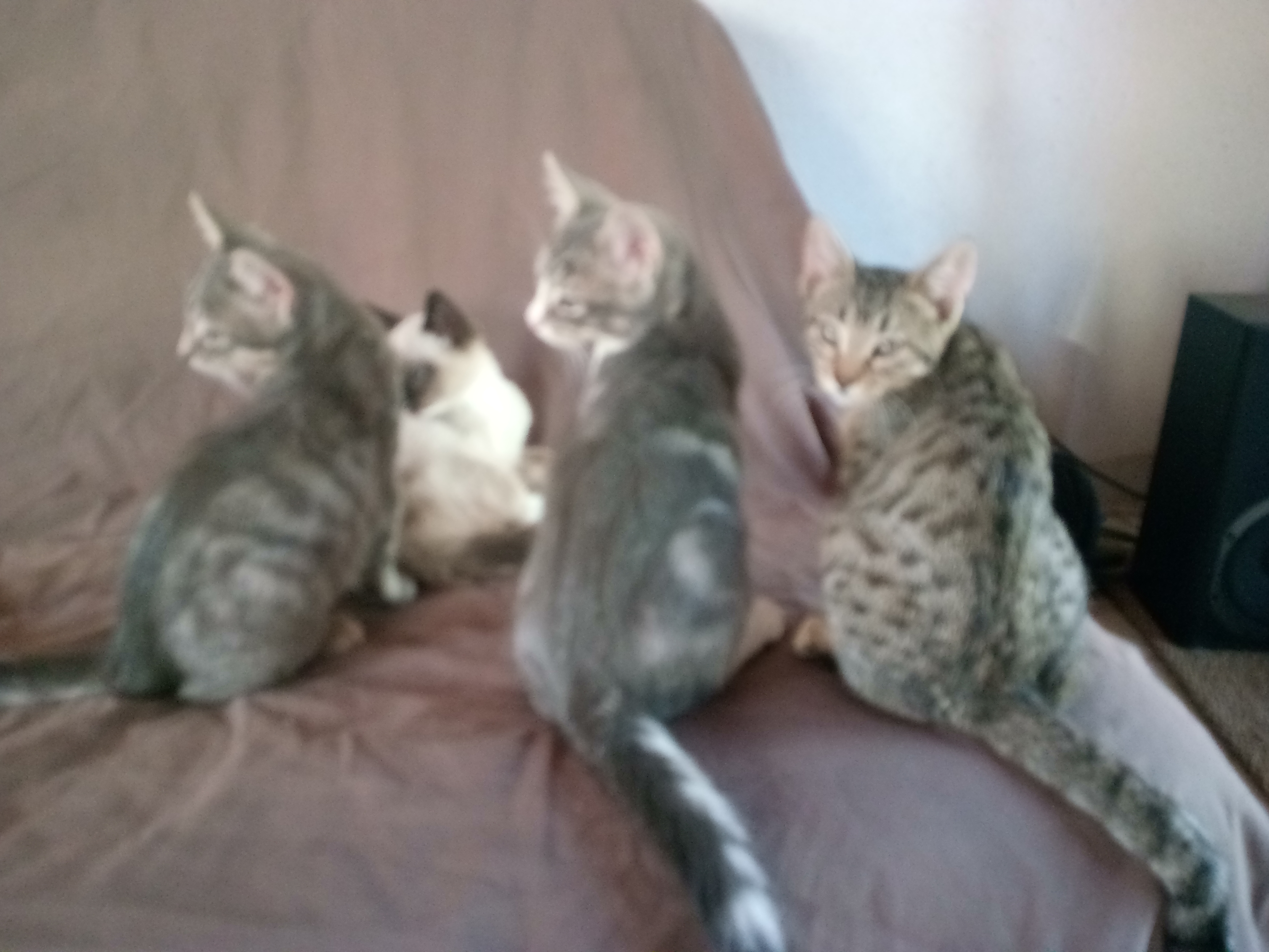 Donne 2 chatons Morbihan (56) - GRATUIT sur Animoz.net