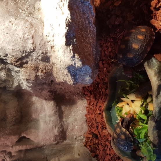 Image pour l'annonce Tortues carbonaria