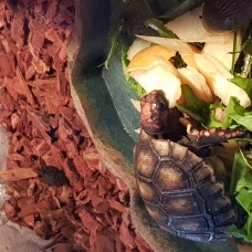 Image pour l'annonce Tortues carbonaria