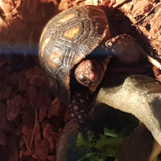 Image pour l'annonce Tortues carbonaria