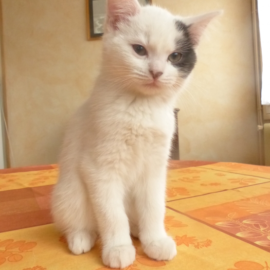 DONNE CHATON FEMELLE Rhône (69) GRATUIT sur