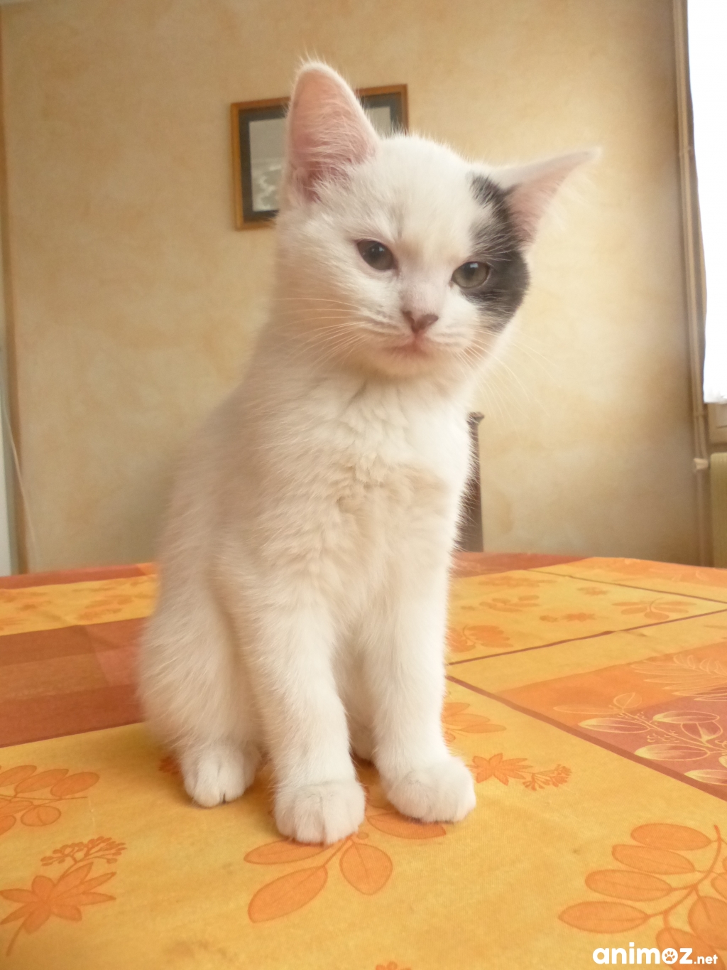 DONNE CHATON FEMELLE Rhône (69) GRATUIT sur