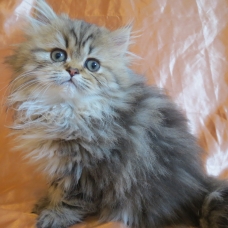 Image pour l'annonce Dispo de suite Chaton persan femelle loof