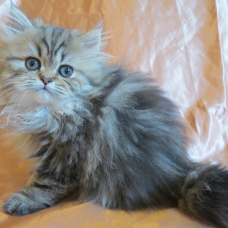 Image pour l'annonce Dispo de suite Chaton persan femelle loof