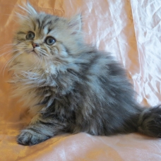 Image pour l'annonce Dispo de suite Chaton persan femelle loof